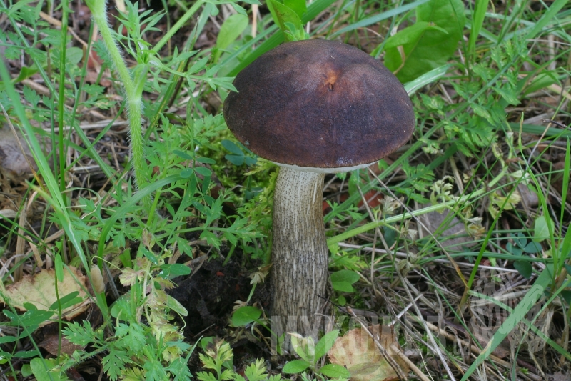 Leccinum scabrum var. melaneum