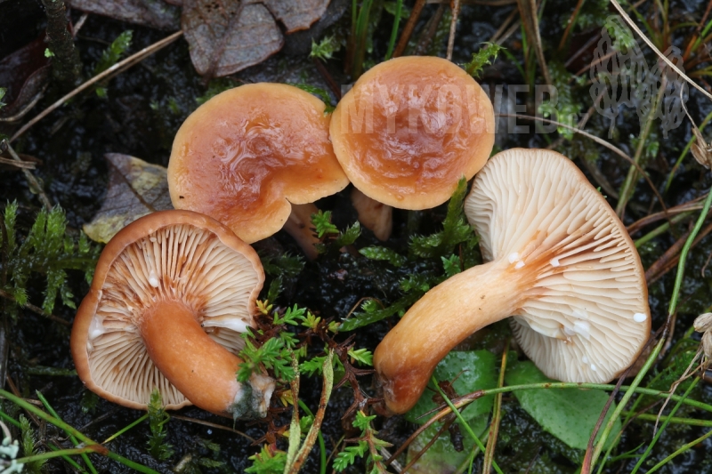 Lactarius lacunarum