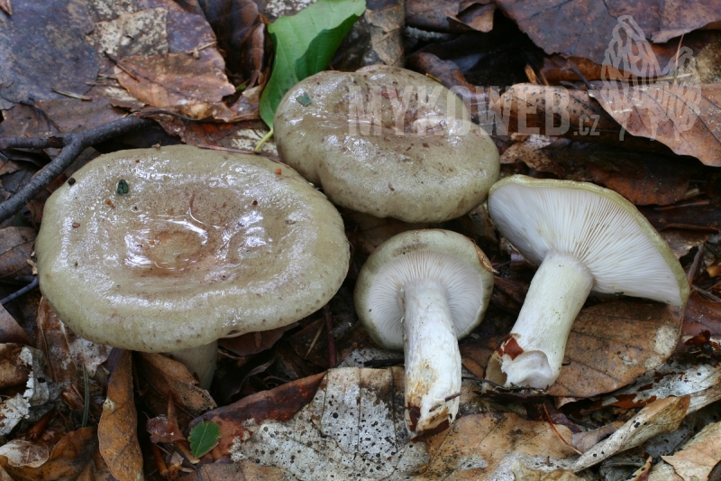 Lactarius blennius