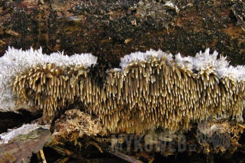 Kavinia alboviridis