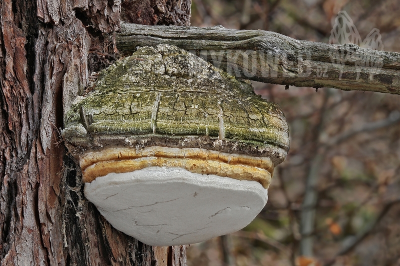 Fomitopsis officinalis