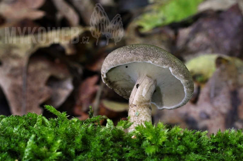 Polyporus ciliatus