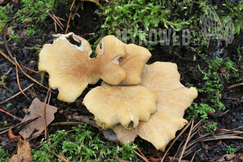 Polyporus varius