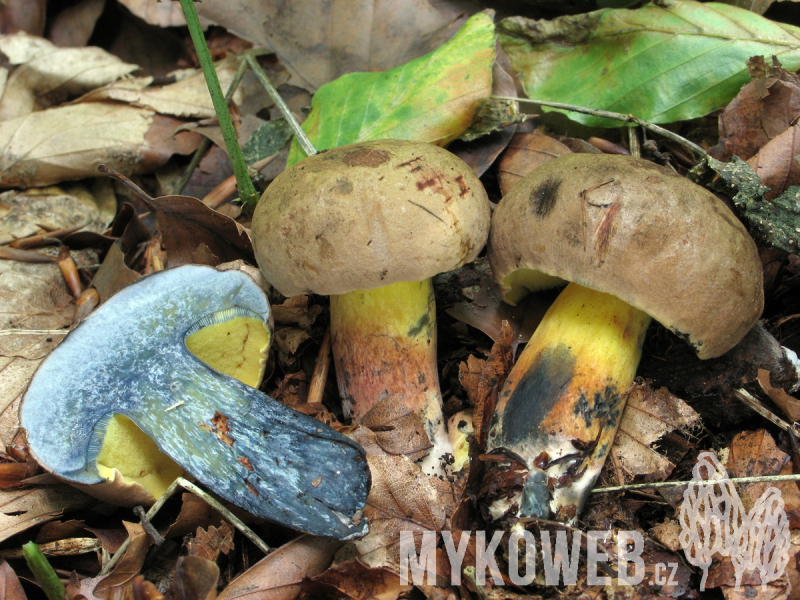 Boletus pulverulentus