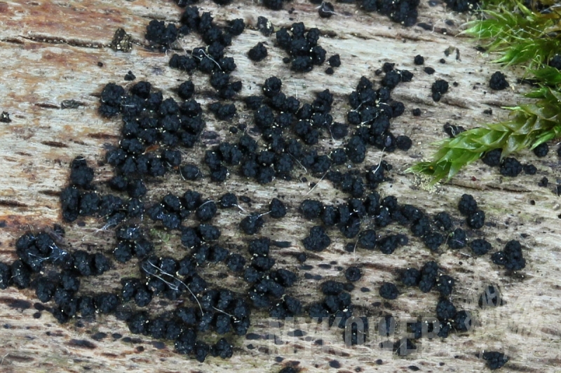 Bertia moriformis