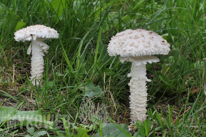 Amanita vittadinii