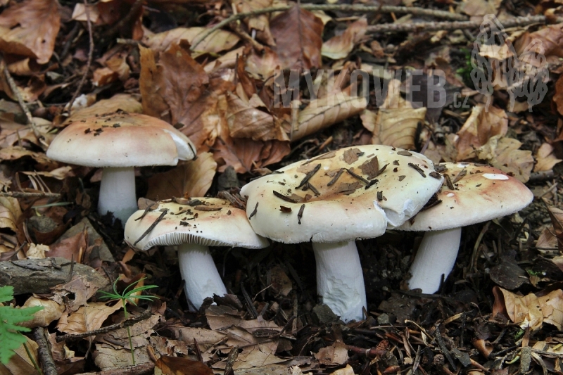 Russula curtipes