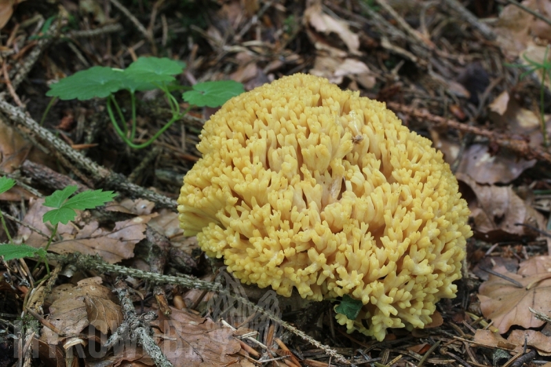 Ramaria flava