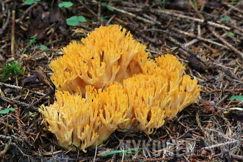 Ramaria largentii