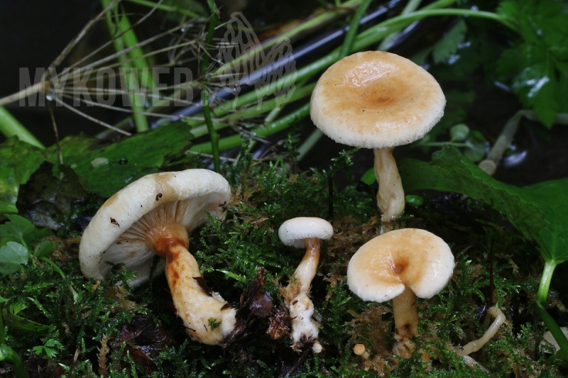 Lactarius scoticus
