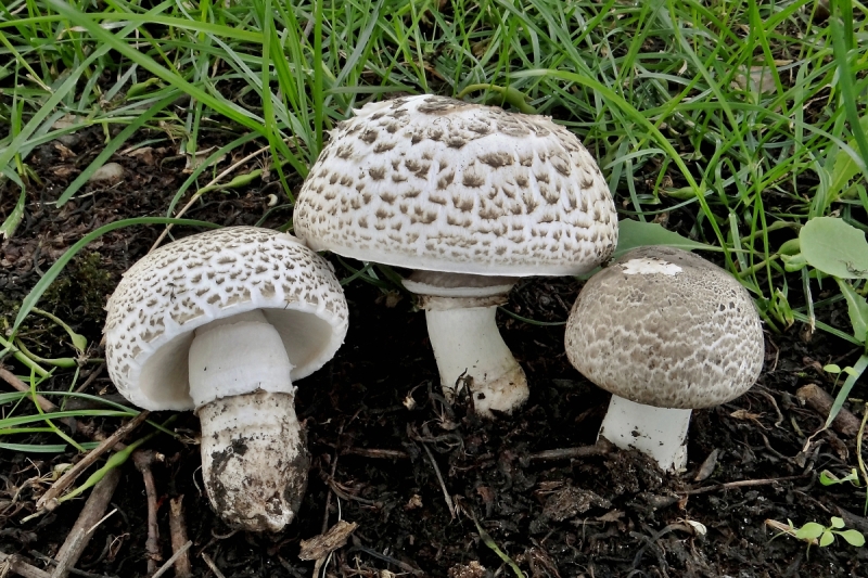 Agaricus iodosmus