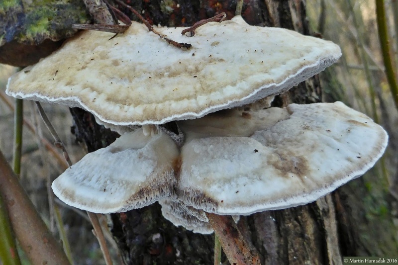 Trametes suaveolens