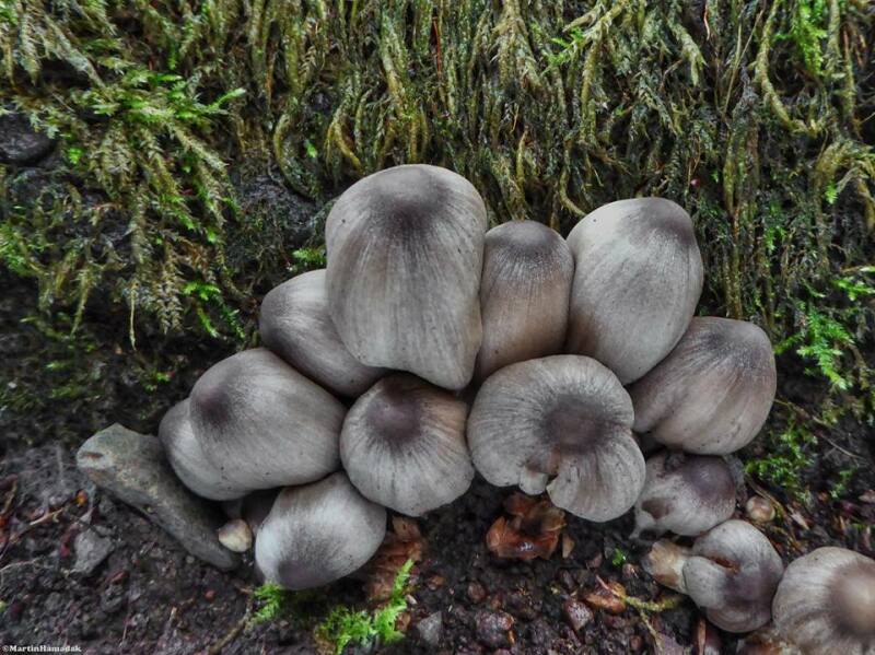 Coprinopsis acuminata