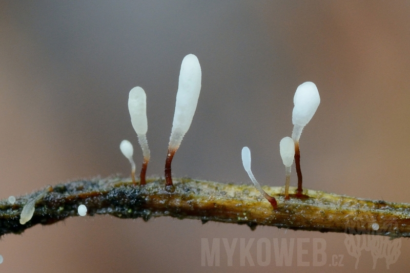 Typhula erythropus
