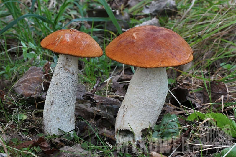 Leccinum albostipitatum