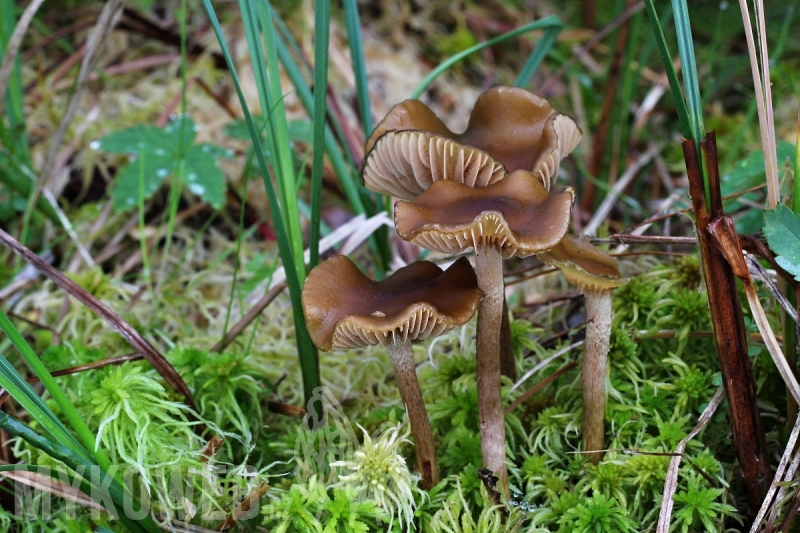 Hypholoma myosotis