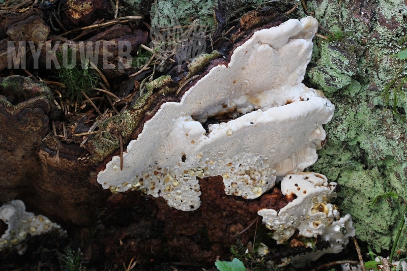 Heterobasidion annosum