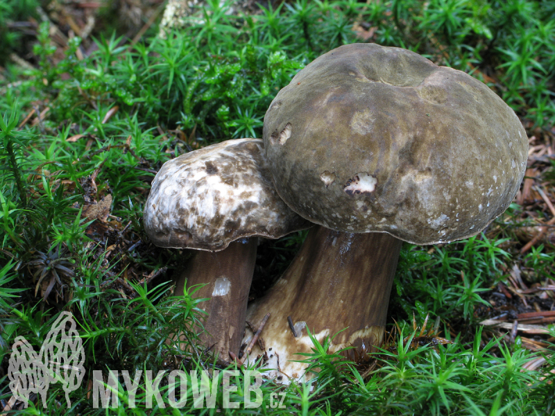 Tylopilus porphyrosporus