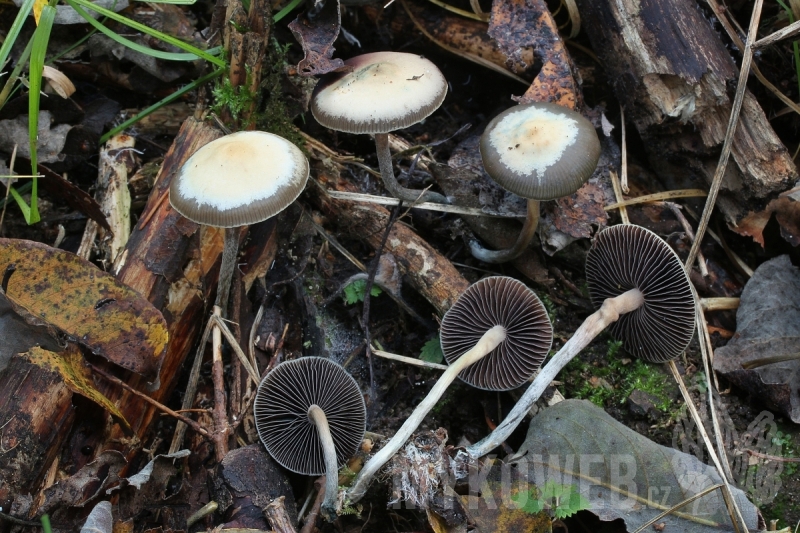 Psilocybe serbica var. arcana