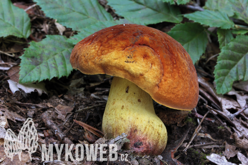 Boletus queletii