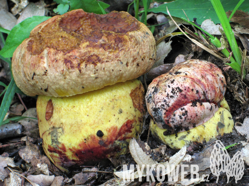 Boletus rhodopurpureus