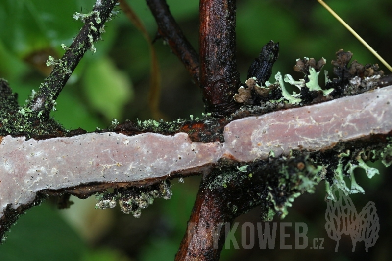 Vuilleminia cystidiata