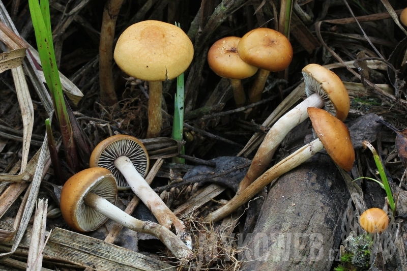 Hypholoma subericaeum