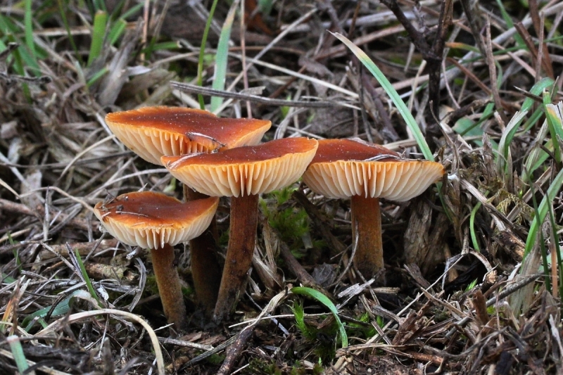 Flammulina ononidis