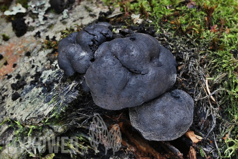 Daldinia petriniae