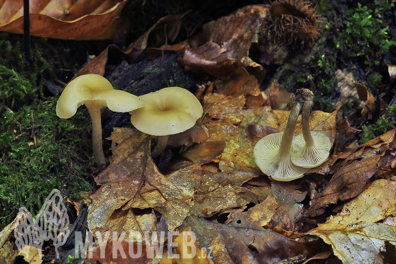 Clitocybe metachroa