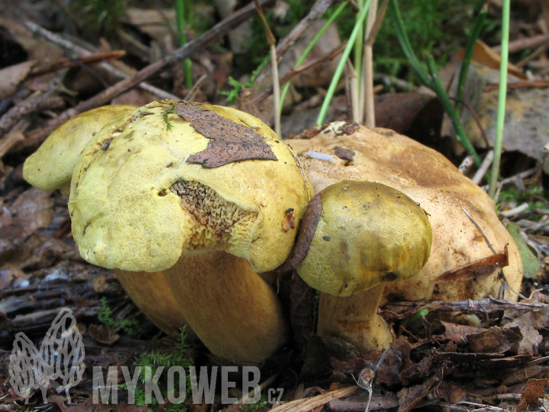 Pseudoboletus parasiticus