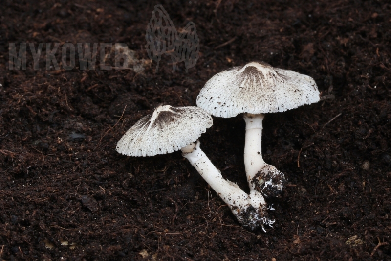 Leucocoprinus heinemannii