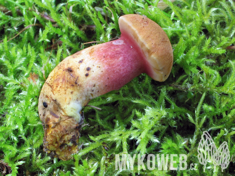 Rubinoboletus rubinus