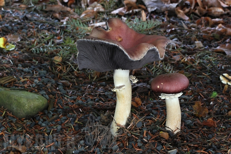 Stropharia rugosoannulata