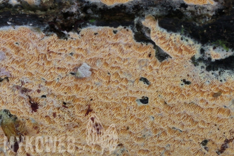 Ceriporia aurantiocarnescens
