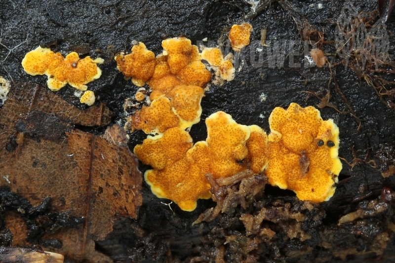 Trichoderma aurantioeffusum