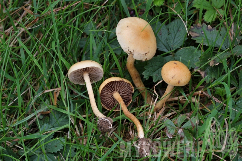 Agrocybe pediades
