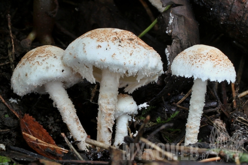 Cystolepiota hetieri