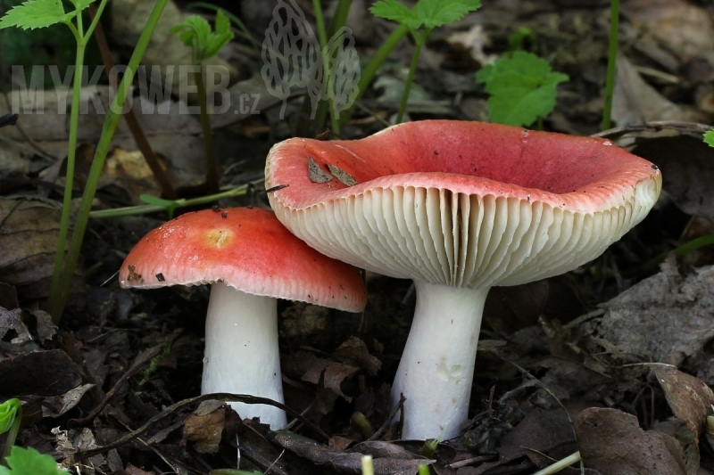 Russula luteotacta