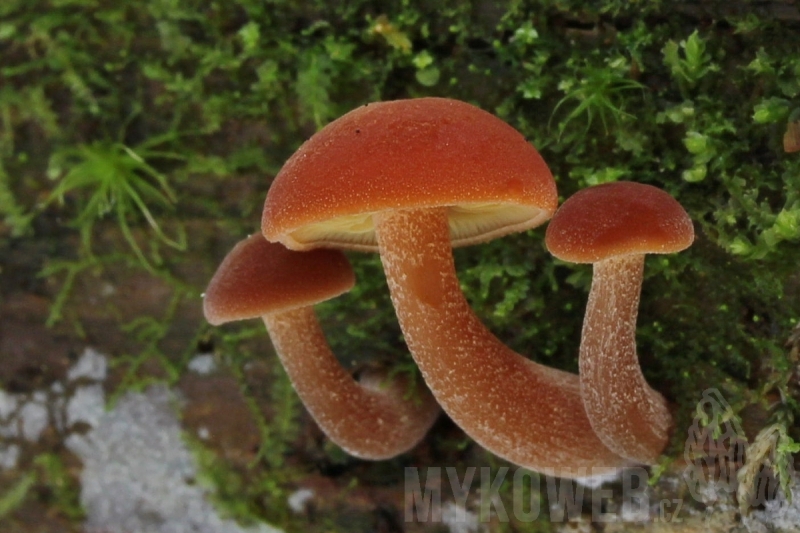 Gymnopilus picreus