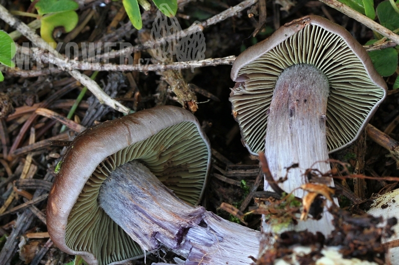 Cortinarius scaurus