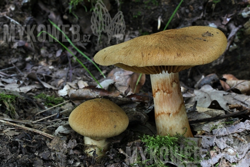 Cortinarius cotoneus