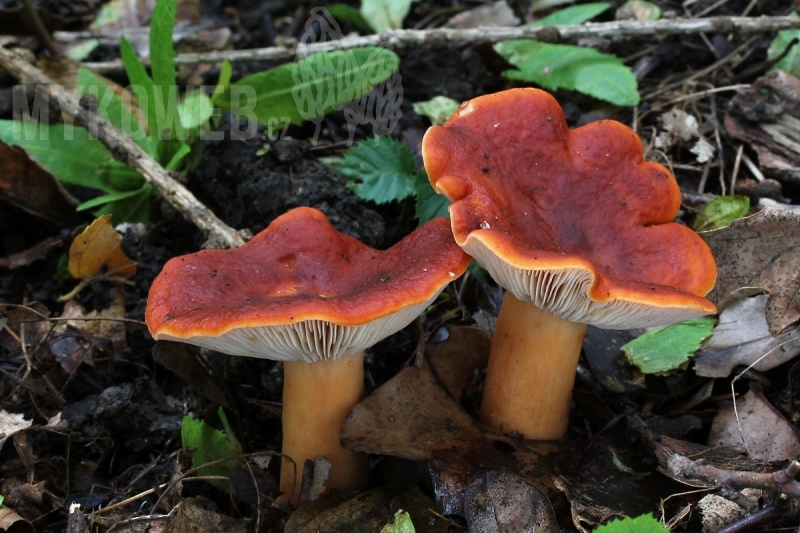 Lactarius fulvissimus