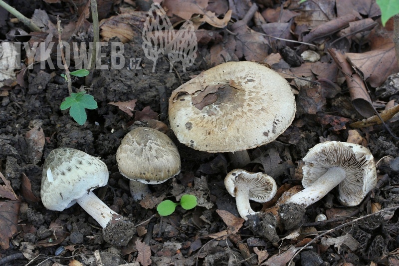 Inocybe corydalina