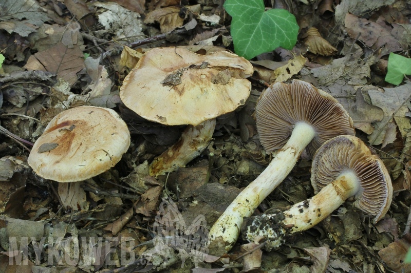 Cortinarius pseudovulpinus