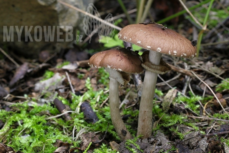 Agrocybe erebia