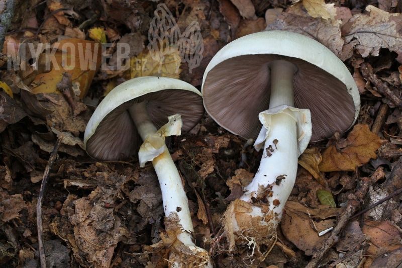 Agaricus sylvicola