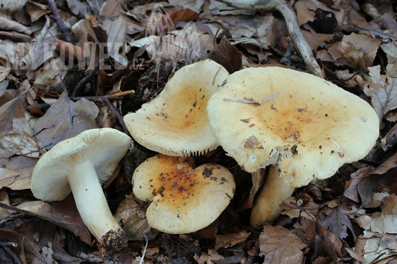 Russula fellea