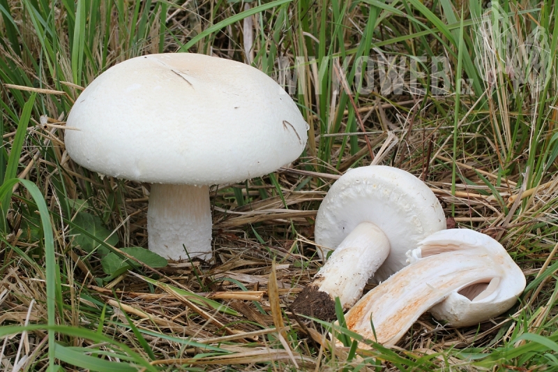 Agaricus crocodilinus