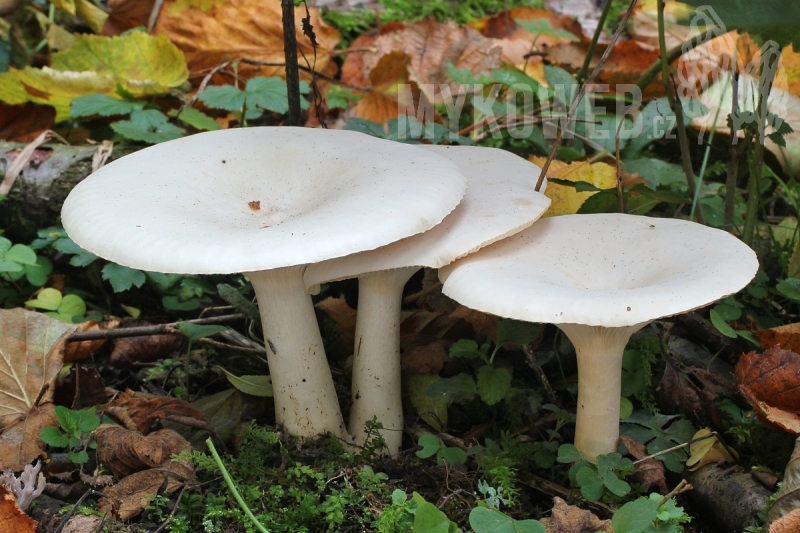 Clitocybe geotropa